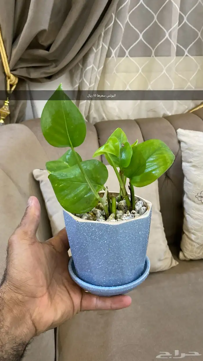 نباتات داخليه اسعار خيال 2