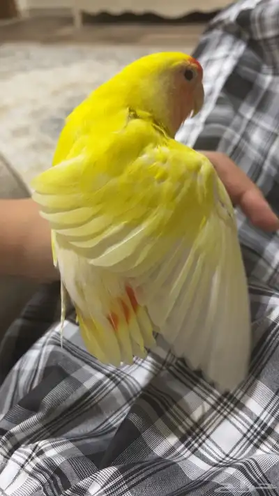 روز لاتينو أليف 2