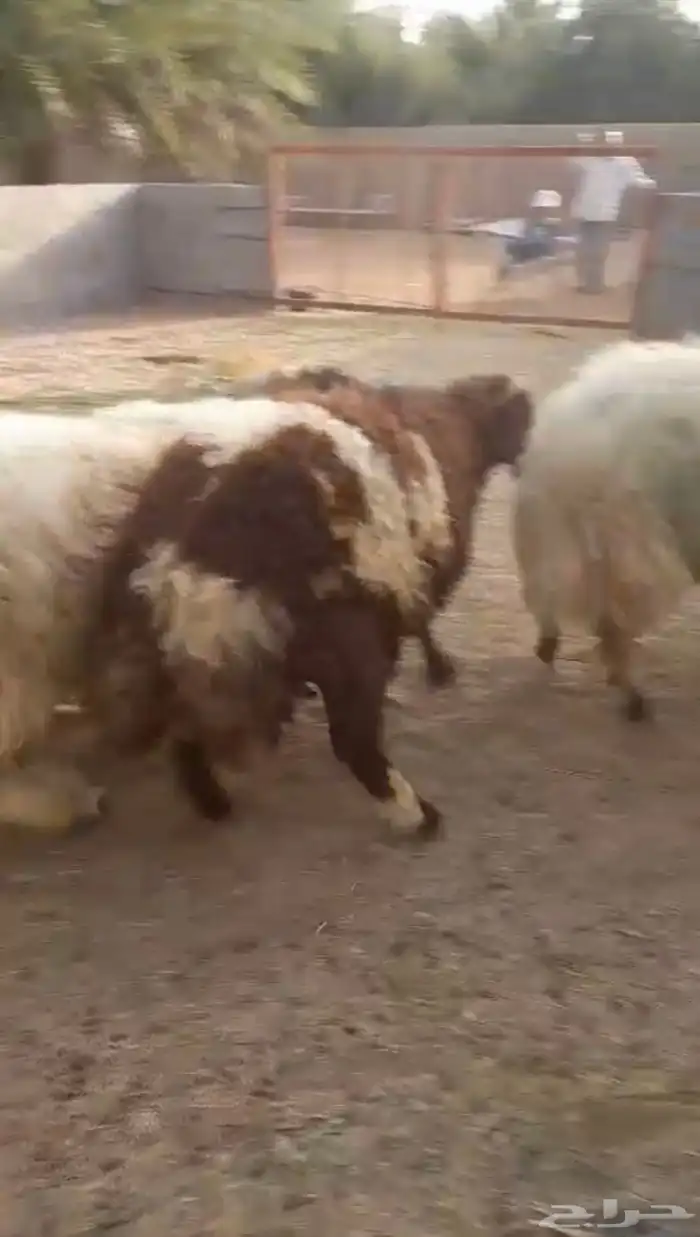 ضحايا نعيم 4