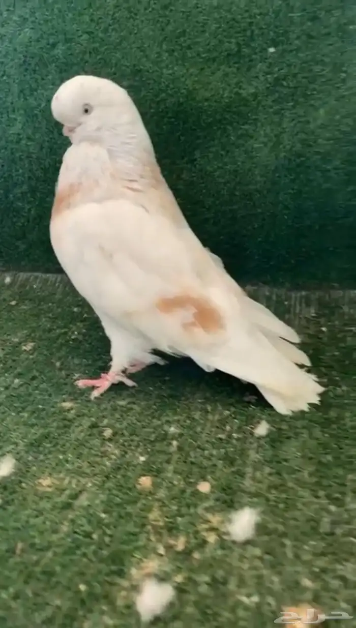 لونق فيس حافي تم البيع تم البيع 1