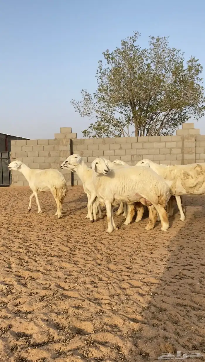 غنم حريات حرش متابيع و دفيع 27 تحتها 9 بهم( تم البيع ) 15