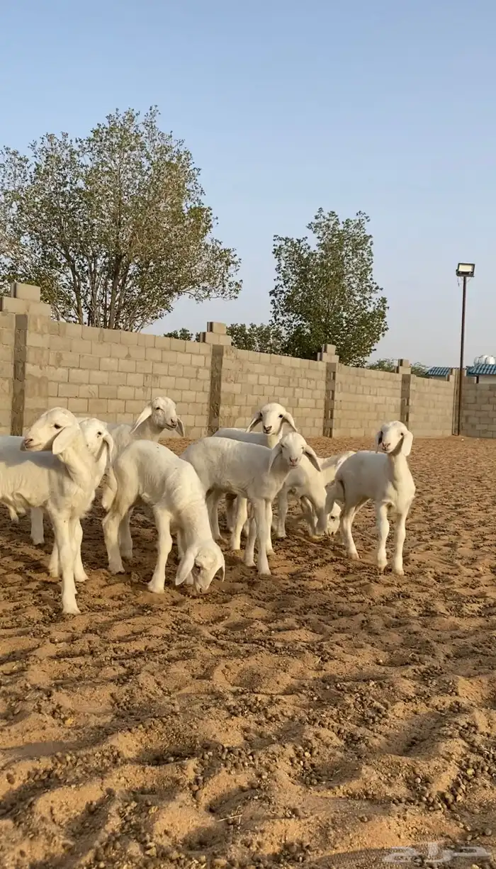 غنم حريات حرش متابيع و دفيع 27 تحتها 9 بهم( تم البيع ) 7