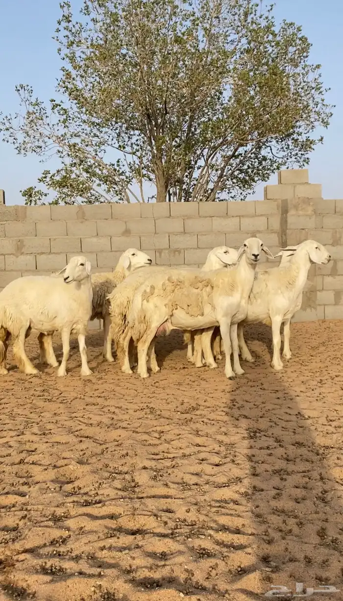 غنم حريات حرش متابيع و دفيع 27 تحتها 9 بهم( تم البيع ) 1