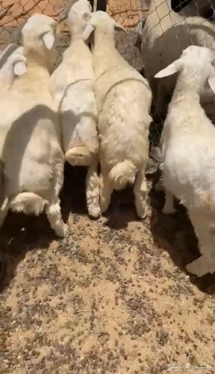 باهم خرفان العمر شهرين 0