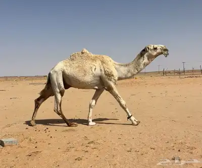 جمل علياني 3