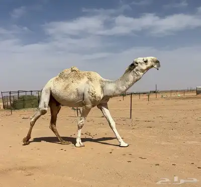 جمل علياني 0