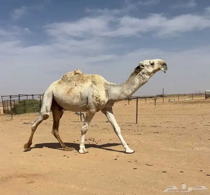 جمل علياني 0