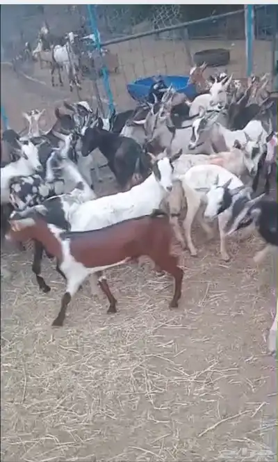 تيوس يمانيه لباني فل 3