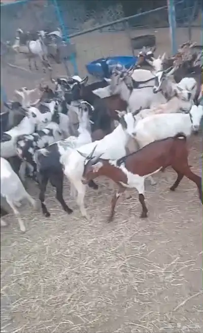 تيوس يمانيه لباني فل 2