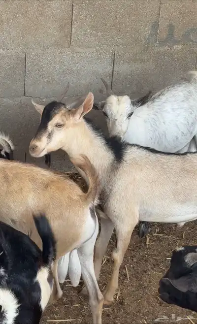 تيوس يمانيه لباني فل 0
