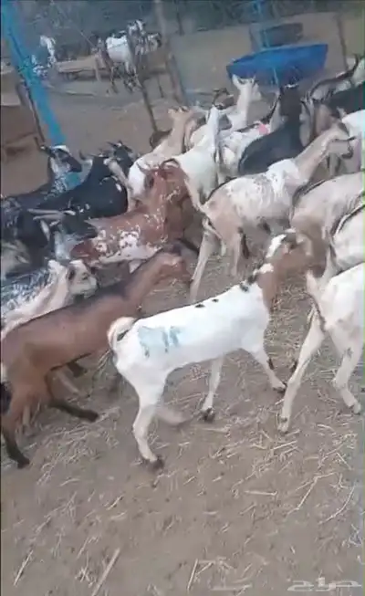 تيوس يمانيه لباني فل 4