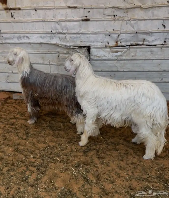 طليان نجد طيبة بالحيل 4