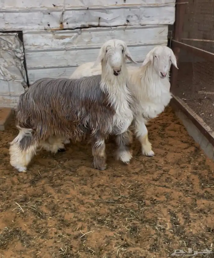 طليان نجد طيبة بالحيل 0