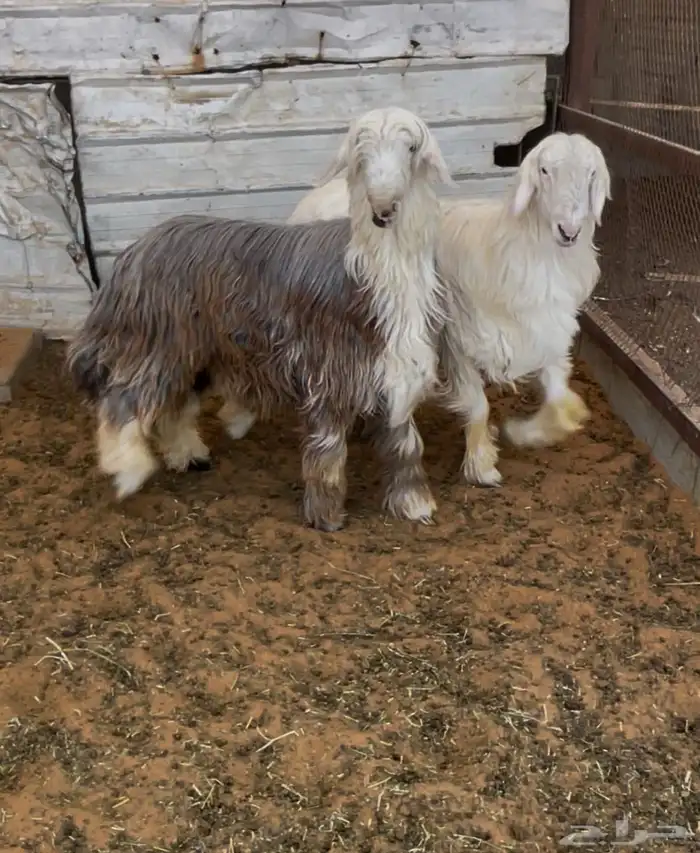 طليان نجد طيبة بالحيل 1