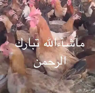 ديك بلدي للبيع جمله او قطاعي 0