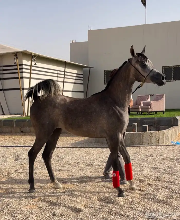 مهره واهو ( تم البيع ) 0