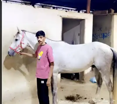 حصان شعبي بطل ومحقق اكثر من مركاض 2