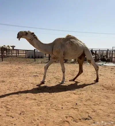 جمل علياني 1