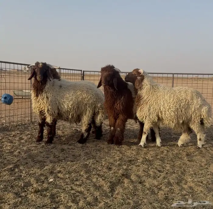 للبيع اضاحي فاااخر نعيم وحري شحم ونظافه 0