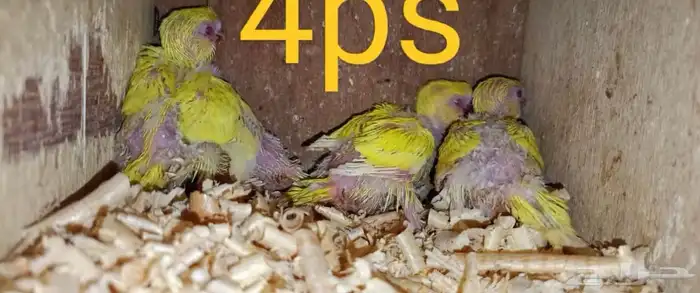 زوج بادجي البينو ولاتينو 2