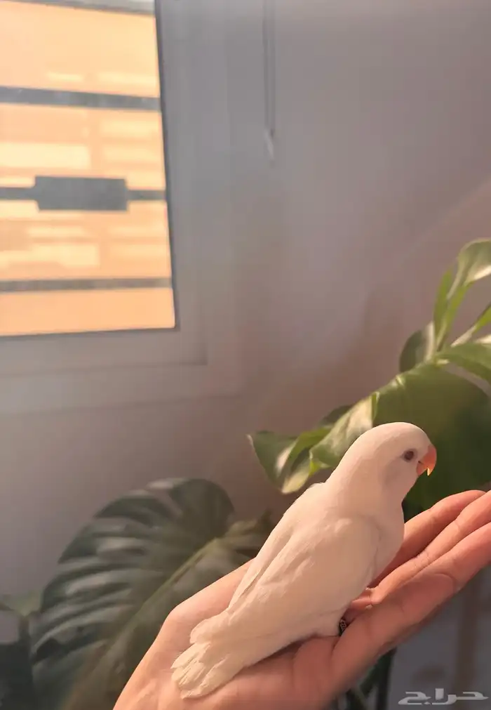 فرخ روز البينو صافي تم البيع 2