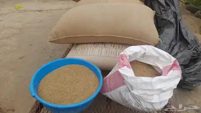 دخن زراعة وادي بيش المعروف 0