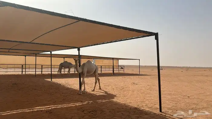 ملتزمات البل 2