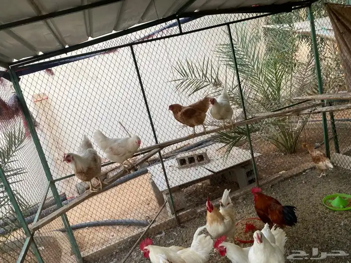 ديكه لوهمان براون 2