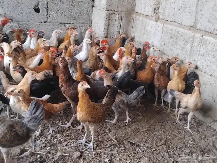 دجاج العمر شهرين وعشرين يوم 1
