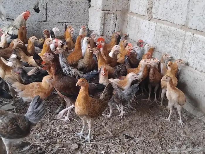 دجاج العمر شهرين وعشرين يوم 0