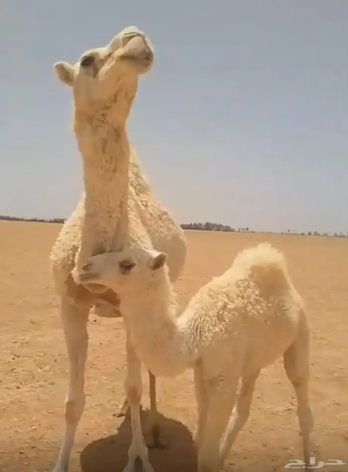 خلفه معها بكره 1