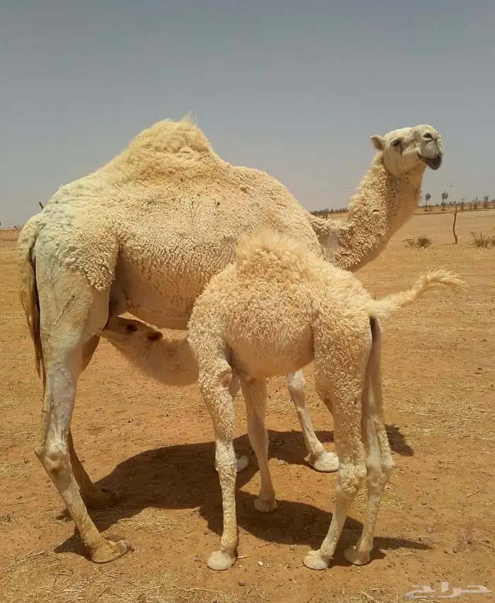 خلفه معها بكره 0