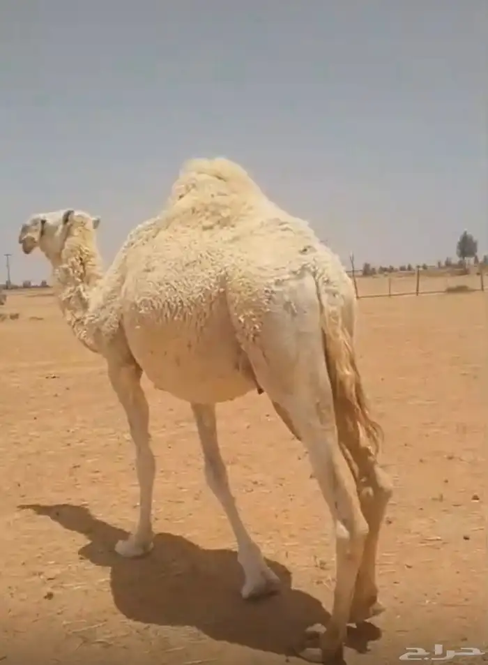 خلفه معها بكره 2