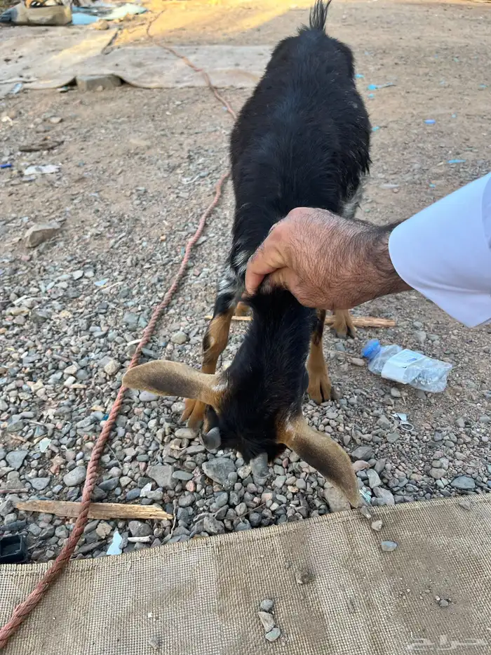 معزة قزم  بيع 6
