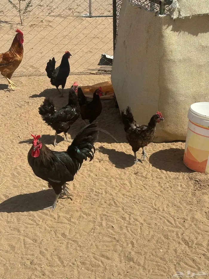 دجاج بلدي اسواد بياض تم البيع تم البيع 4