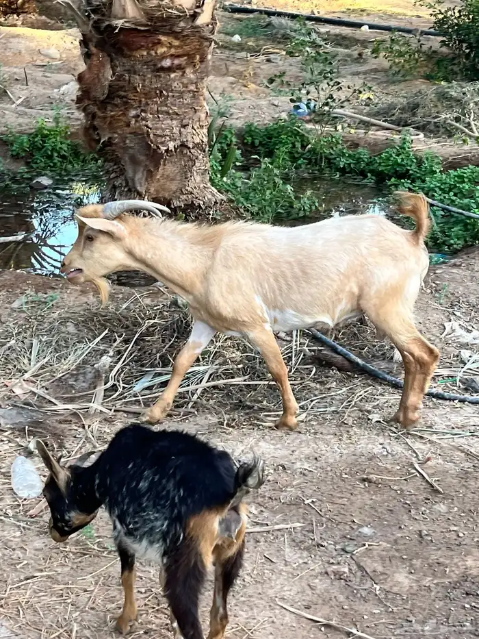معزة قزم  بيع 2