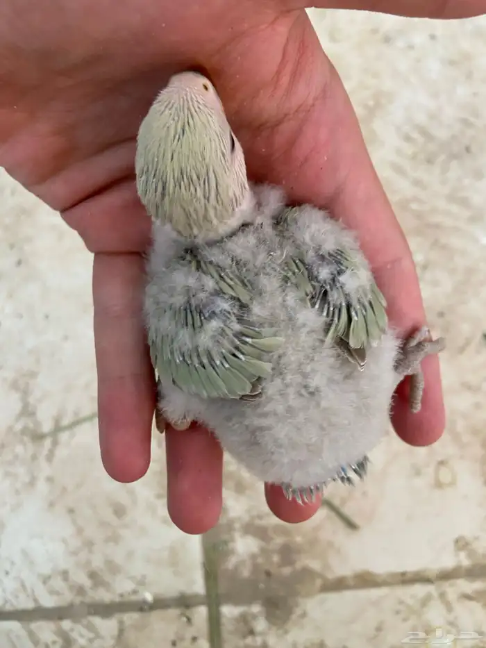فرخ روز 2