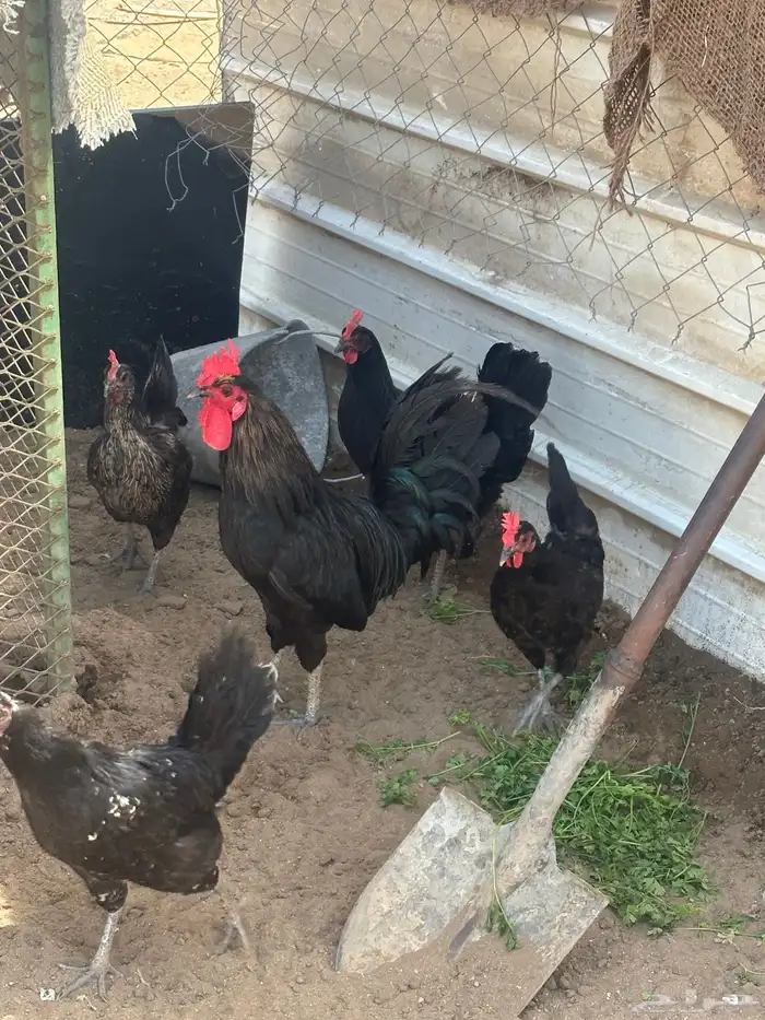 دجاج بلدي اسواد بياض تم البيع تم البيع 3