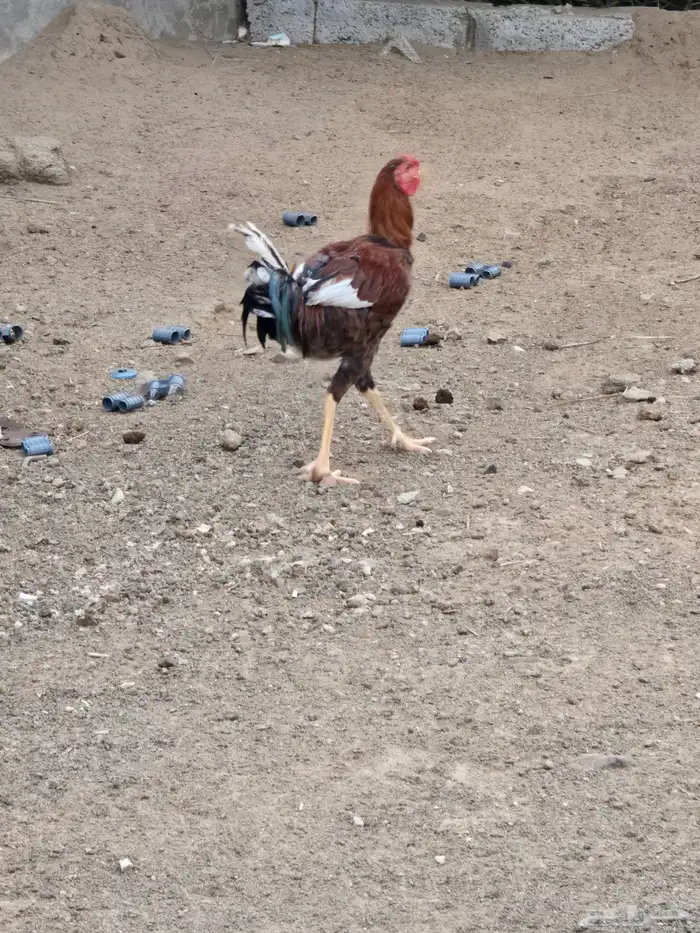 دجاج للبيع 2