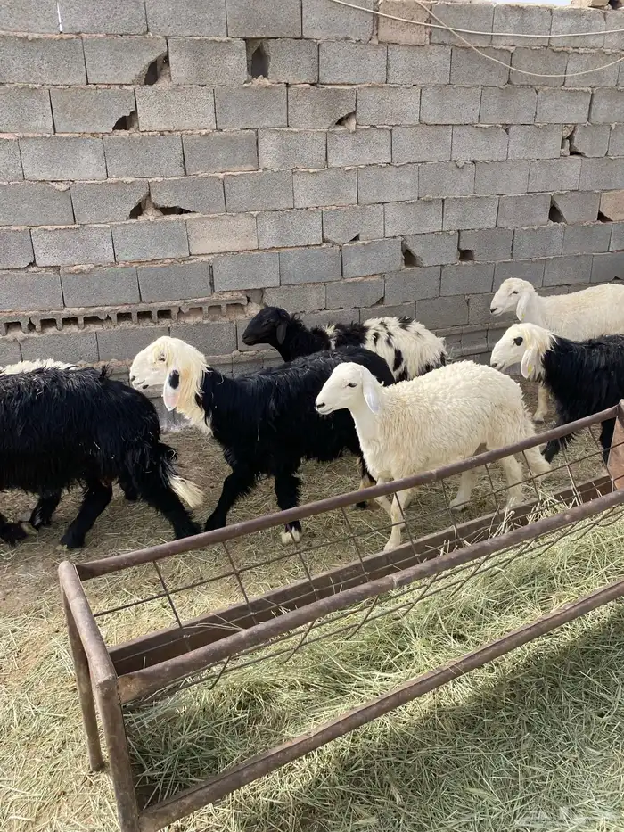 البيع ذبايح حريات 3