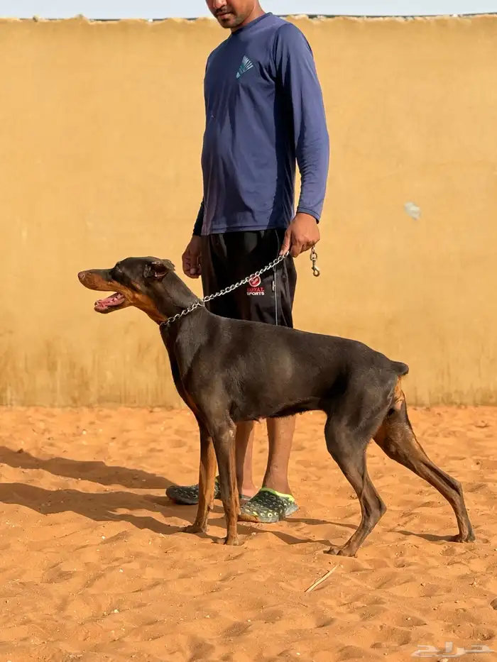 انثى دوبر مان 2