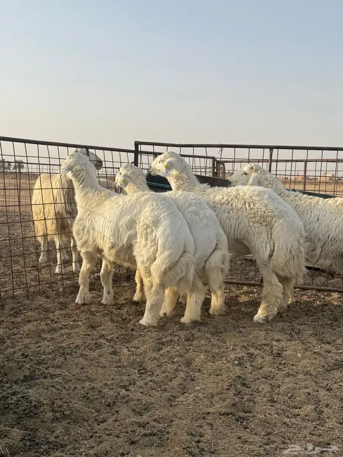 للبيع اضاحي فاااخر نعيم وحري شحم ونظافه 6