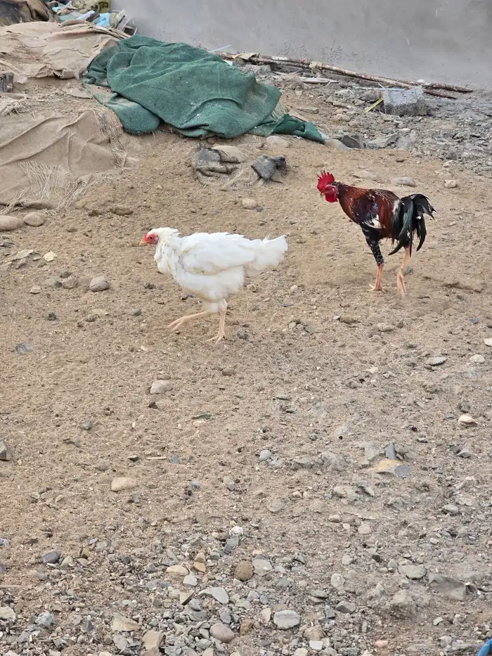 دجاج للبيع 6