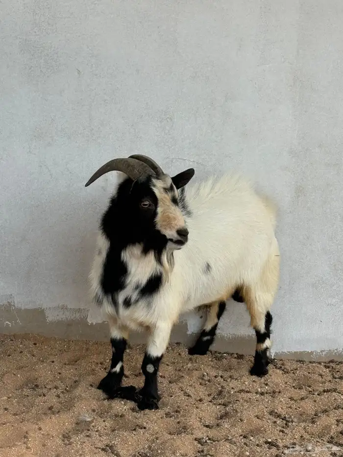 عنز قزميه والد   تيس فحل 3
