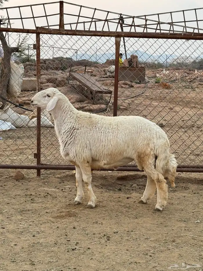 مشروع فحل فاخر 2