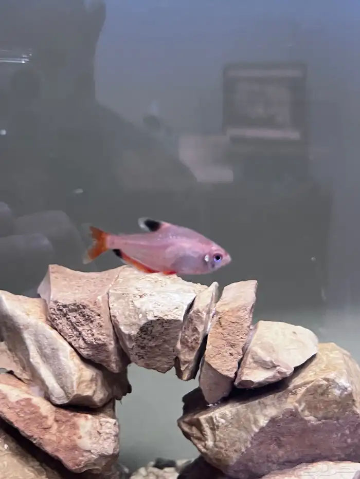 Male and female betta fish 0