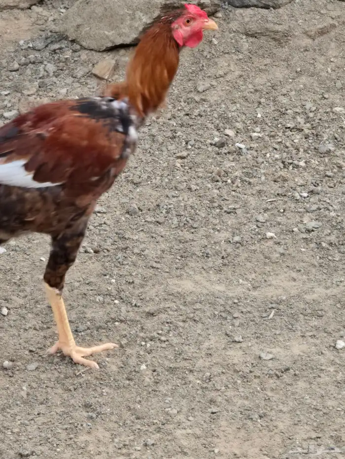 دجاج للبيع 1