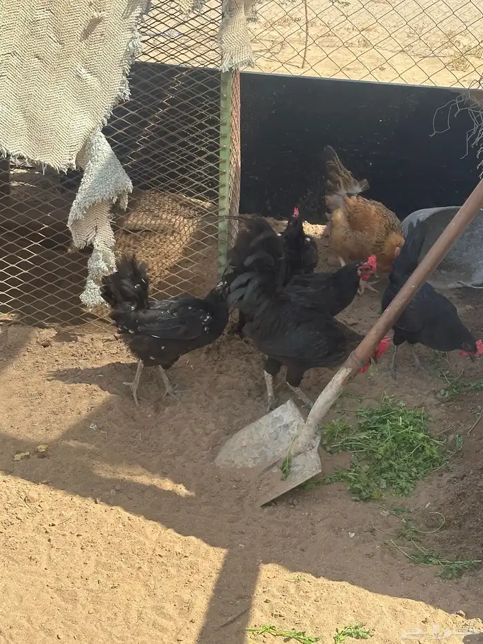دجاج بلدي اسواد بياض تم البيع تم البيع 6