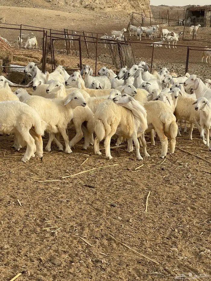 طليان الإعمار من فوق سته اشهور ياضحون 5