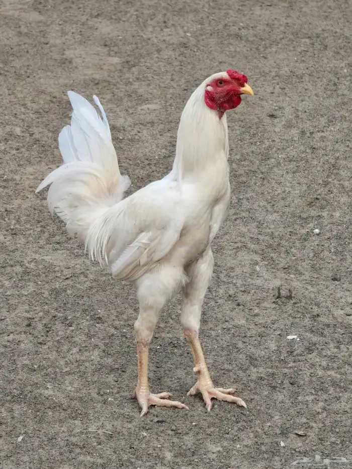 دجاج للبيع 0